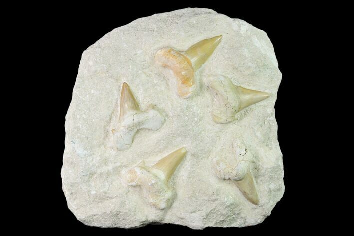 Fossil Mackerel Shark (Otodus) Teeth - Remounted #138506